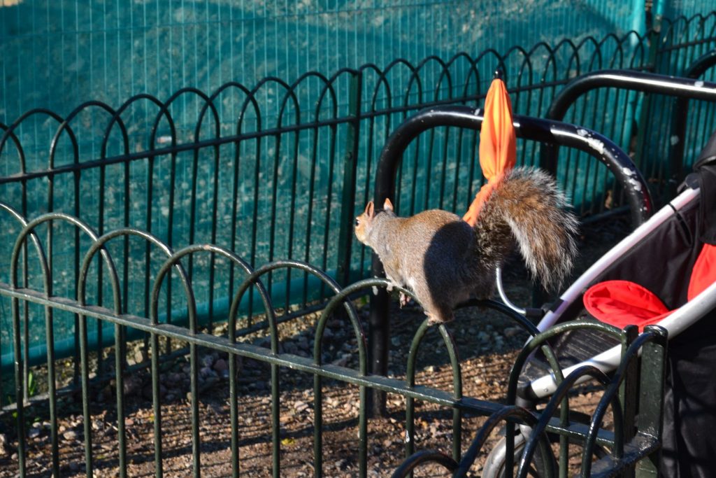 Squirrels in St James' Park